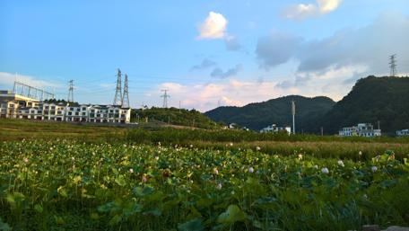 Serene Lotus Fields Under a Blue Sky wallpaper