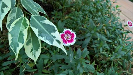 Beautiful Pink Flower Amidst Lush Greenery wallpaper