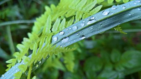 Freshness of Dewy Ferns in Nature's Embrace wallpaper