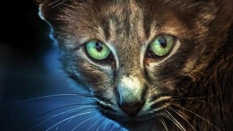 Captivating Cat Eyes in Focus wallpaper