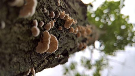 Nature's Serenity with Fungi Growth wallpaper