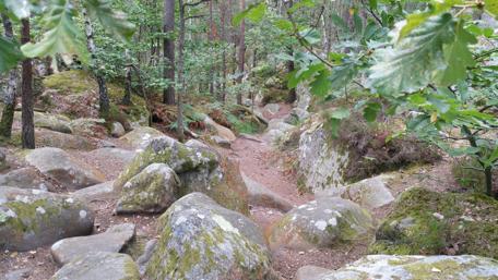 Serene Forest Path Among Lush Rocks and Greenery wallpaper