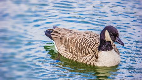 Graceful Duck Swimming in Tranquil Waters wallpaper