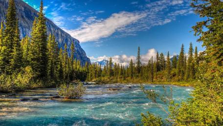 Serene River Amidst Majestic Pines wallpaper