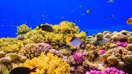 Vibrant Underwater Paradise Filled with Colorful Fish and Coral Reef wallpaper
