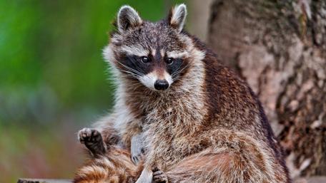 Adorable Raccoon in its Natural Habitat wallpaper