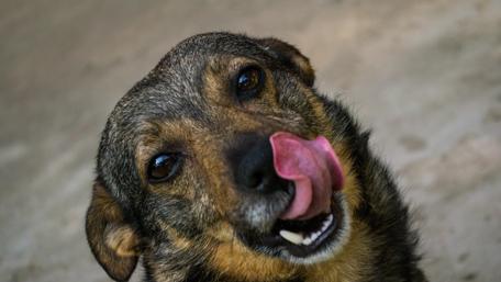 Happy Dog Enjoying a Treat Moment wallpaper