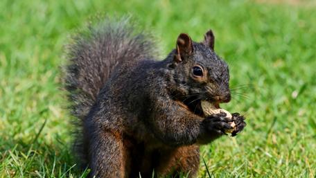 Adorable Squirrel Enjoying a Snack wallpaper