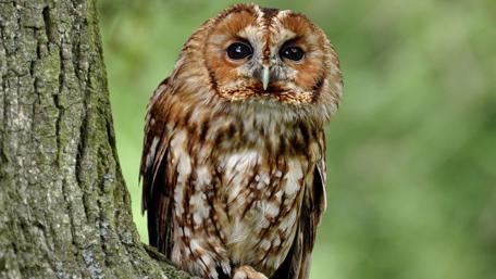 Majestic Owl Perched on Tree wallpaper