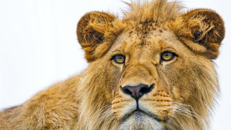 Majestic Lion Portrait in Detail wallpaper
