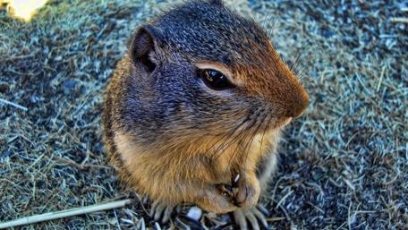 Cute Squirrel Up Close wallpaper