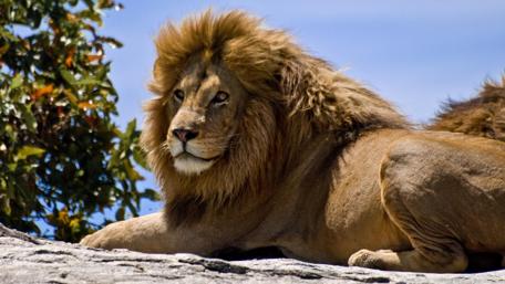 Majestic Lion Resting Under the Sun wallpaper