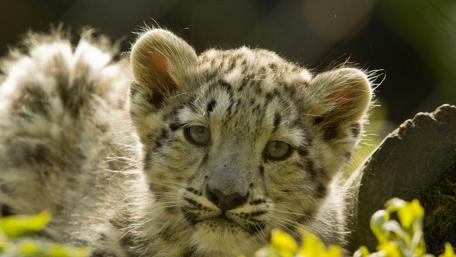 Snow Leopard Cub in Nature's Embrace wallpaper