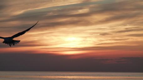 Seagull at Sunset Over Serene Ocean Waters wallpaper