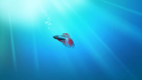Brilliant Betta: A Dance of Colors in Blue Waters wallpaper