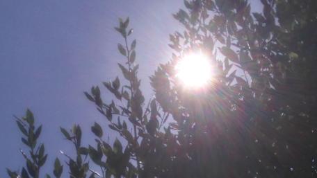 Radiant Sunlight Through Leaves wallpaper