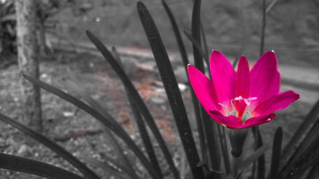 Vibrant Pink Flower in Black and White Background wallpaper