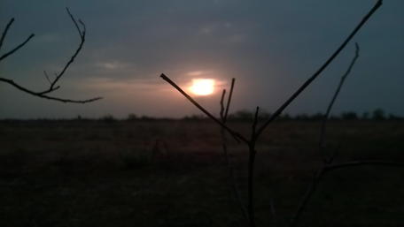Serene Vintage Sunset Through Branches wallpaper
