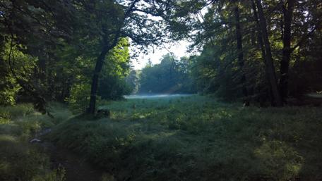 Enchanted Morning Fog in Berlin Forest wallpaper