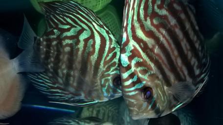 Striped Discus Fish Embracing Togetherness wallpaper