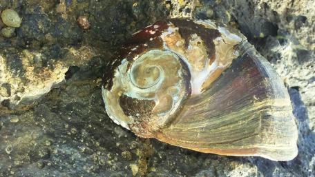 Nature's Shell on the Shoreline wallpaper