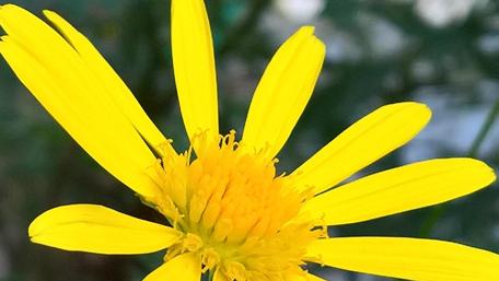 Bright Yellow Flower Close-Up Beauty wallpaper