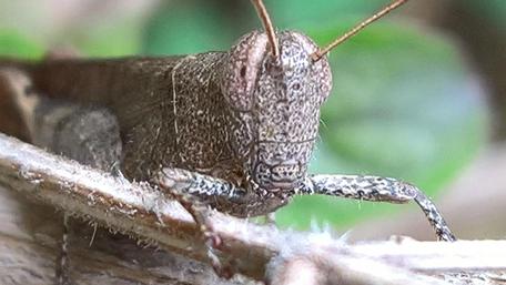 Intricate Details of a Grasshopper's Face wallpaper