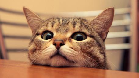Curious Cat Peeking Over a Table wallpaper