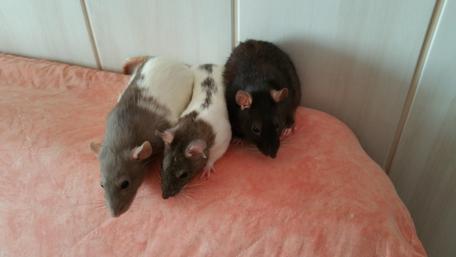 Cute Rats on a Soft Surface Wallpaper wallpaper