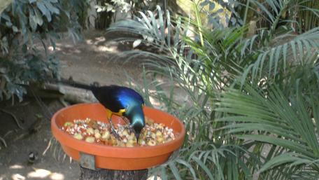 Colorful Bird Feasting in Nature's Embrace wallpaper