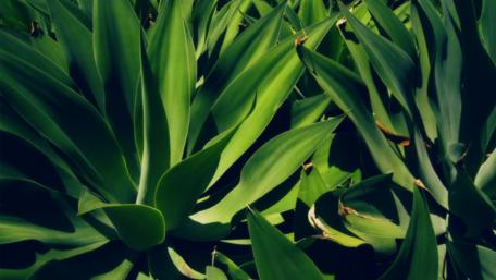 Lush Green Leaves in Natural Harmony wallpaper