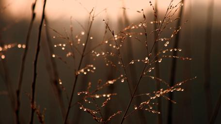 Glittering Grass in Dawn Light wallpaper