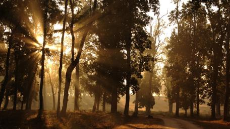 Sunlit Path Through Enchanted Forest wallpaper