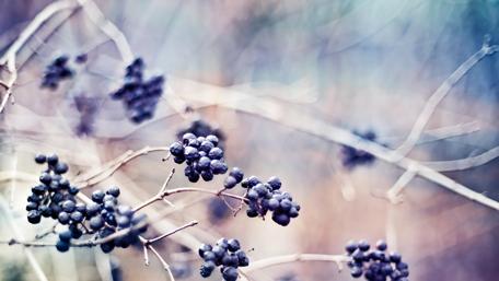 Muted Beauty of Twigs with Berries in Nature wallpaper