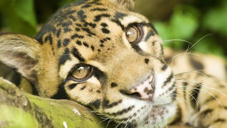 Majestic Big Cat Relaxing in Nature wallpaper