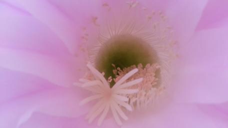 Blossoming Beauty of a Cactus Flower wallpaper