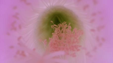 Stunning Cactus Blossom in Soft Focus wallpaper
