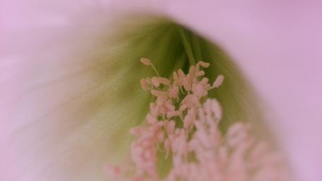 Delicate Beauty of Cactus Blossoms wallpaper