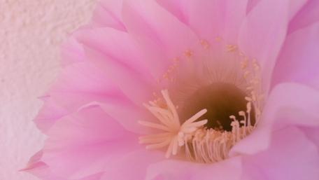 Delicate Pink Cactus Blossom Wallpaper wallpaper