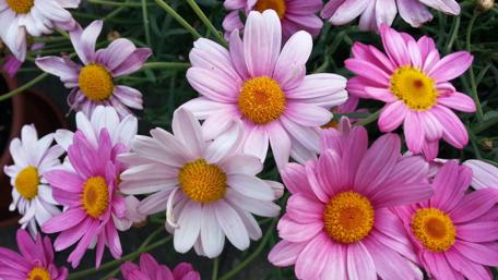 Charming Blossom of Daisies in Full Color wallpaper