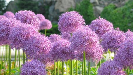 Elegant Purple Flowers Amidst Lush Greenery and Mountains wallpaper