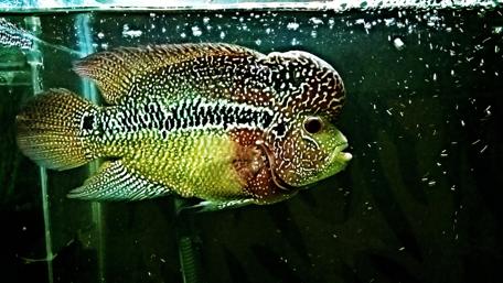 Vibrant Aquarium Fish Swimming Gracefully wallpaper