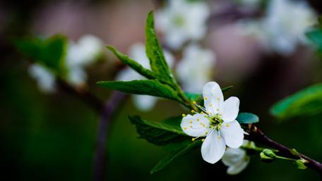 Delicate White Blossom in Nature's Embrace wallpaper