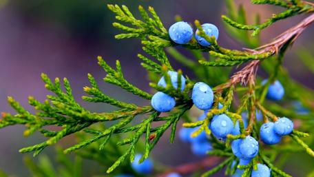 Misty Berry Sprig in Bloom wallpaper