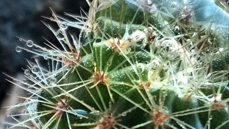 Prickly Beauty of Nature's Garden wallpaper