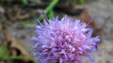 Delicate Pink Flower Blossoms Blooming Naturally wallpaper