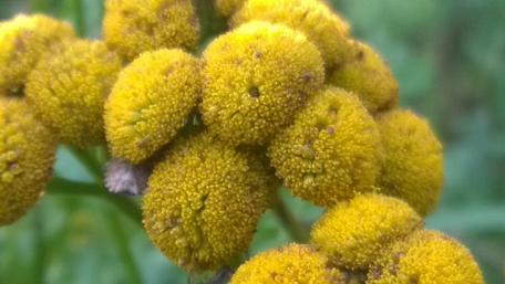 Vibrant Macro Shot of Yellow Flowers wallpaper