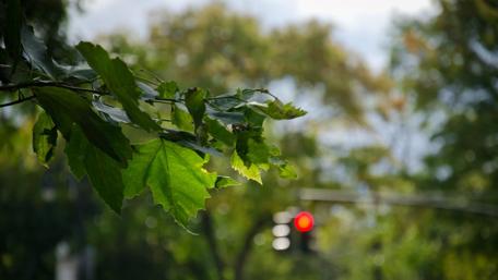 Lush Green Leaves with a Glimpse of Urban Life wallpaper