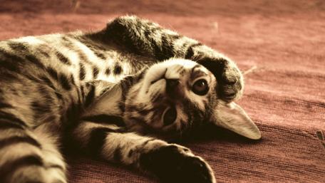 Adorable Kitty Looking Playful wallpaper