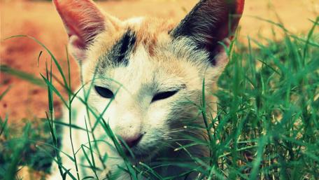 Charming Cat in Green Grass wallpaper